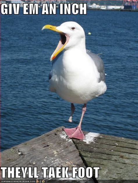 Funny Animals: Funny Seagull