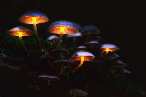 Magical Night: Glowing Mushrooms HD Wallpaper