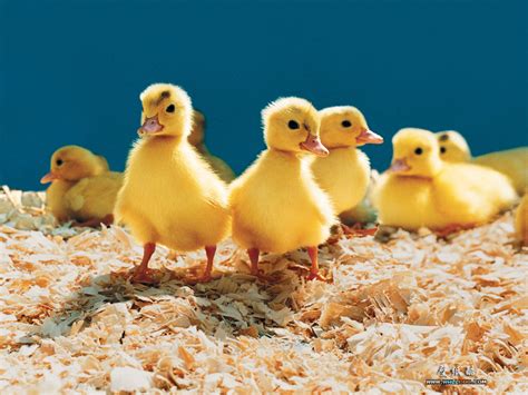 Farm Animals Collection - Domestic Animals Wallpaper (5356800) - Fanpop