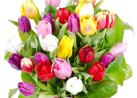 Bouquet of fresh spring colorful tulips | Stock image | Colourbox