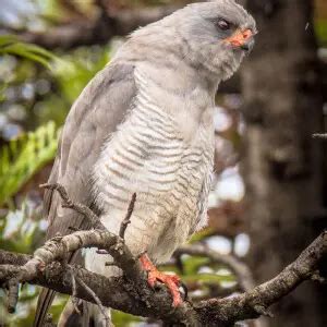 Gabar goshawk - Facts, Diet, Habitat & Pictures on Animalia.bio