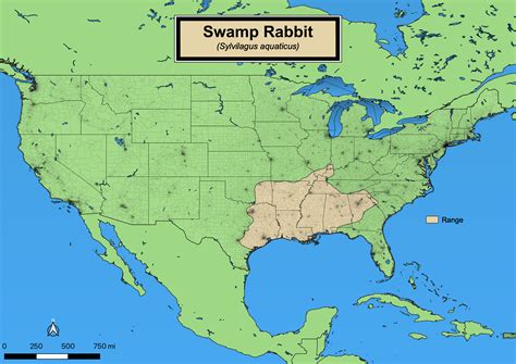 Swamp Rabbit - eMuseum of Natural History