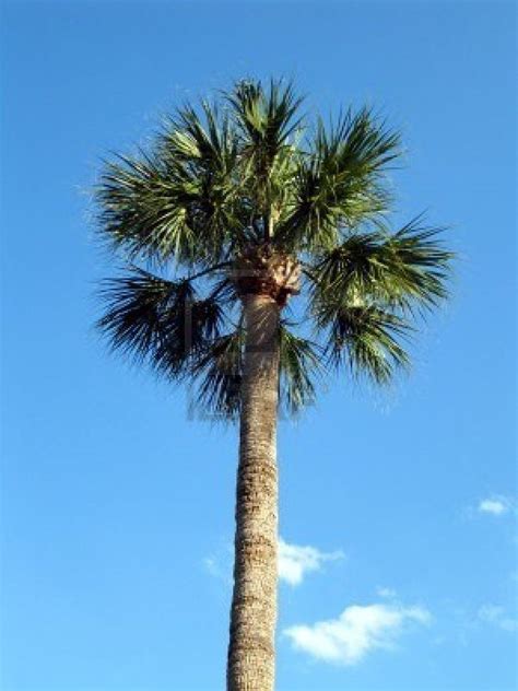 Florida's state tree is the cabbage palmetto. | Palmetto tree, Florida ...