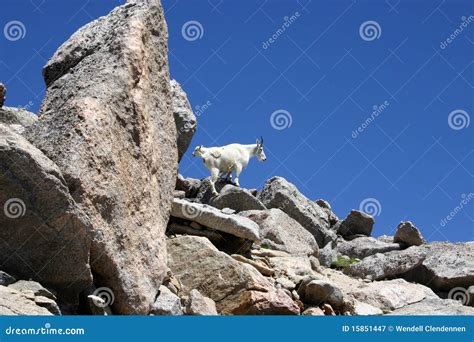 Mountain Goats Climbing on Rocks Stock Image - Image of mountain ...