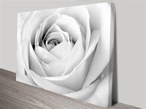 Graceful White Rose Flowers Wall Art | Blue Horizon Prints Australia