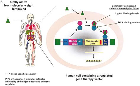 Progress and Potential for Gene-Based Medicines: Molecular Therapy