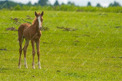 Premium Photo | Horses in the highlands of the Santa Catarina mountains