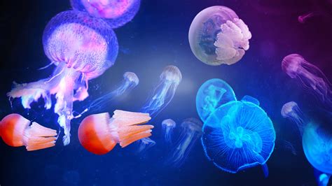 Melbourne Aquarium Best Prices | SEA LIFE Melbourne