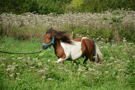 Shetland Pony Run Horse Brown · Free photo on Pixabay