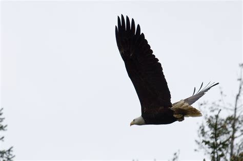 Bald Eagle Flying By