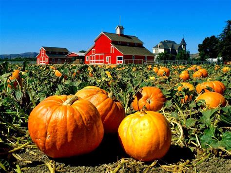 HOW TO CURE AND STORE PUMPKINS |The Garden of Eaden