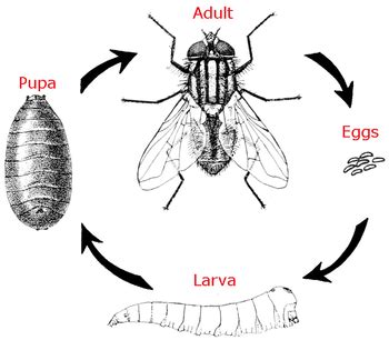 Aggregate more than 126 draw life cycle of mosquito best - seven.edu.vn