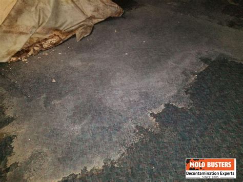 Mold in Carpet - Health Risks and Can Old Carpet Make You Sick