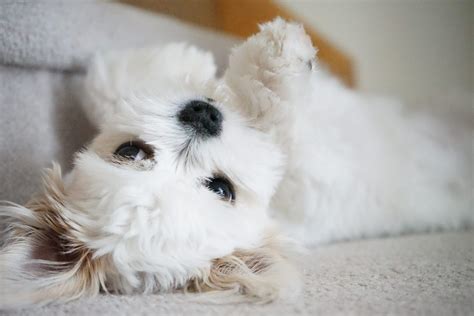 Are Maltese Shih Tzus Easy To Train? - Malteseshihtzu Community Australia