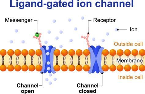 Nervous System 101 Study Guide Notes: Biosignaling, Membrane Receptors ...