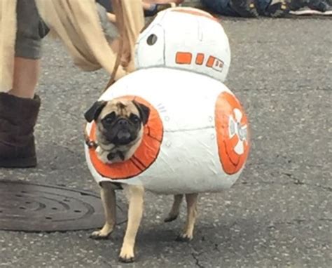 Star Wars pug parade happened and the costume highlights are ...