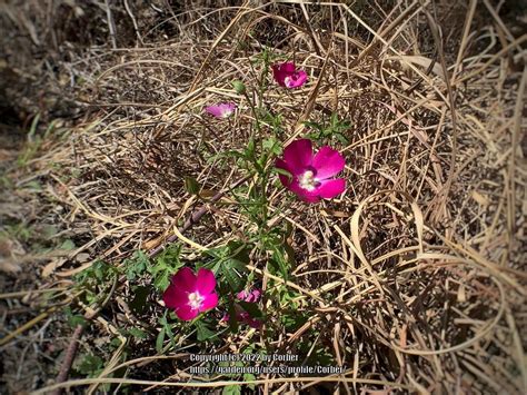 Texas poppymallow (Callirhoe scabriuscula) - Garden.org