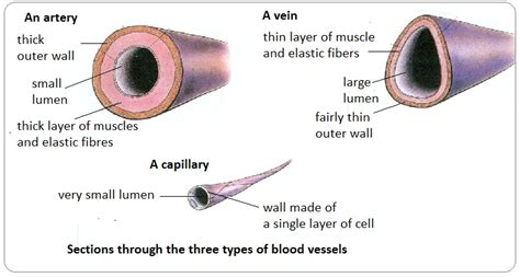 What are the three distinct types of blood vessels? Describe each in ...