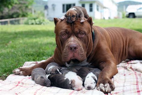 World’s Largest Pitbull Hulk Has 8 Puppies Worth Up To 500K