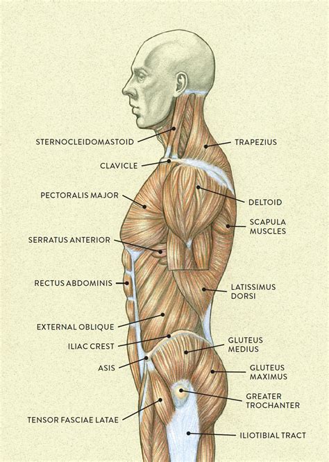 Human Male Muscle Anatomy Diagram