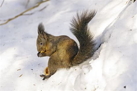 Squirrel eating nut in the snow | Tambako The Jaguar | Flickr