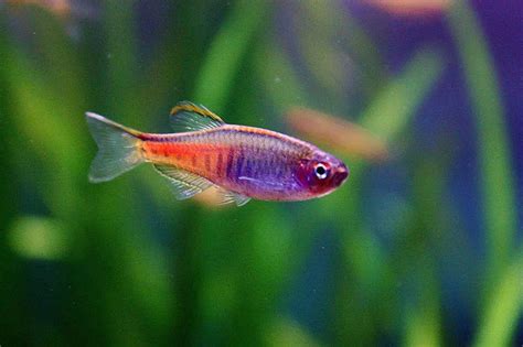 12 Best Celestial Pearl Danio Tank Mates (With Pictures!) | Aqua Movement