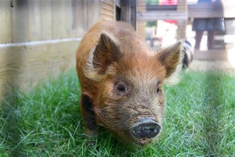 Maryland Zoo Welcomes Two Polynesian Pigs to Farmyard | The Maryland Zoo