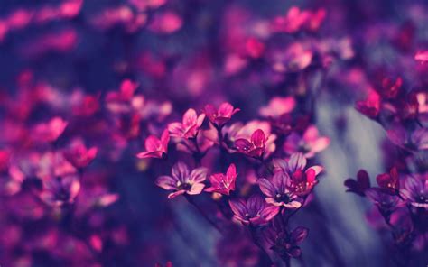 Purple Flowers Wallpapers - Wallpaper Cave