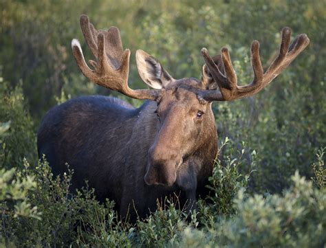 File:Bull Moose.jpg - Wikipedia