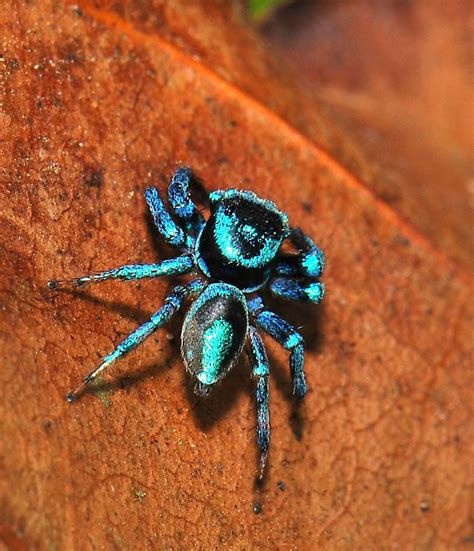 blue spider | rodrigo layug | Flickr