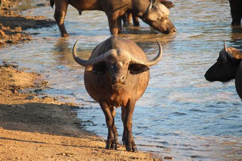 Water Buffalo: 11 Facts About Vietnam's National Animal