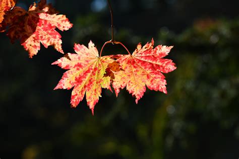 Guide to fall leaf photography — Mark Warnes Photography