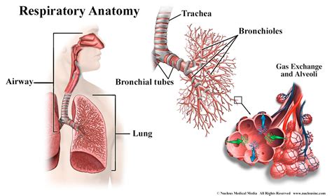 How the Lungs Work - The Respiratory System | NHLBI, NIH