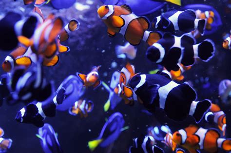 Aquarium Photography | How to Take Great Aquarium Photos | Nikon | Nikon