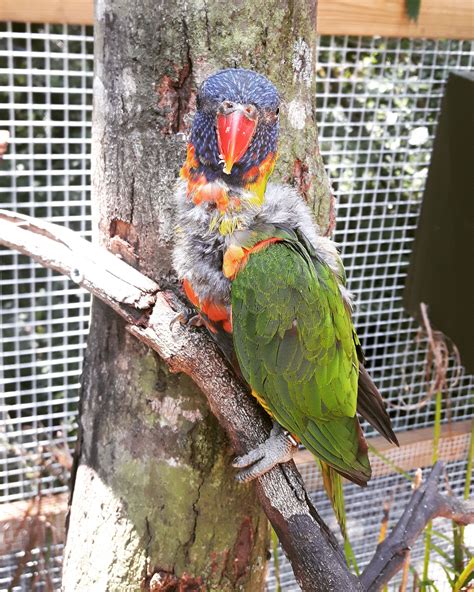 Brevard Zoo, Florida Photography, Parrot, Bird, Animals, Parrot Bird, Animales, Animaux, Birds