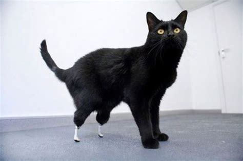 How Prosthetics Save Animal Lives