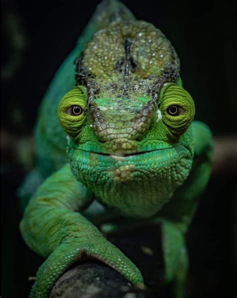 Bright Green Chameleon = Happy Chameleon | Animal pictures, Chester zoo, Animals