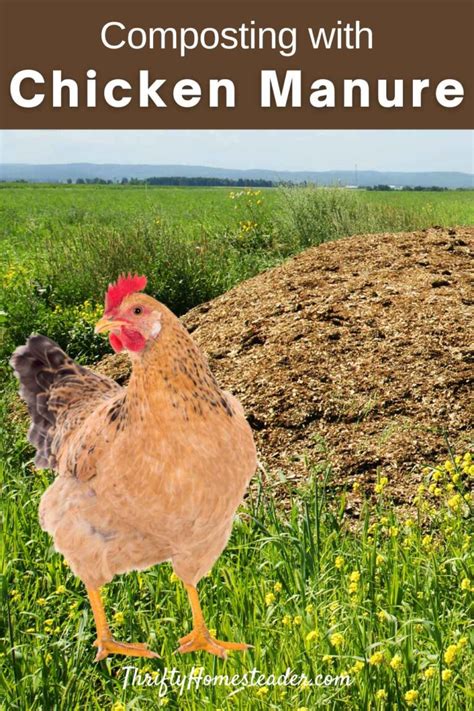 Composting with Chicken Manure: A Beginner's Guide