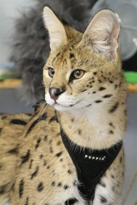 African Serval