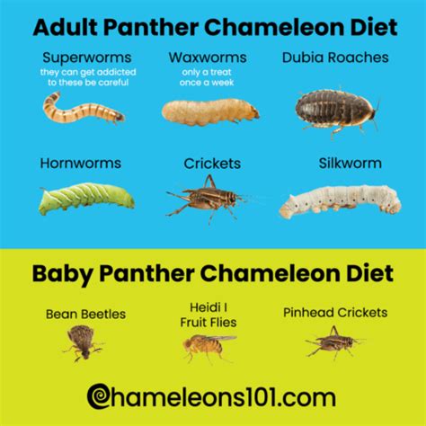 Can Panther Chameleons Eat Fruits and Vegetables? An In-depth Guide to ...