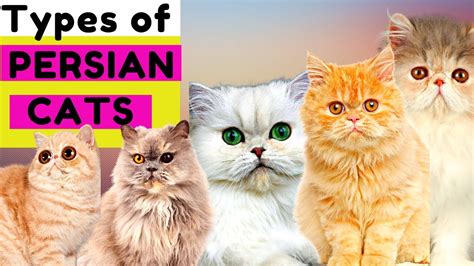 The Different Types of Persian Cat Breeds - https://persiancatdude.com/