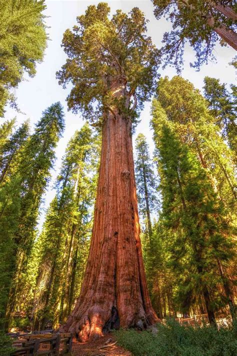 The Tallest, Oldest, Heaviest, and Most Massive Trees | Tall trees, Sequoia tree, Redwood tree