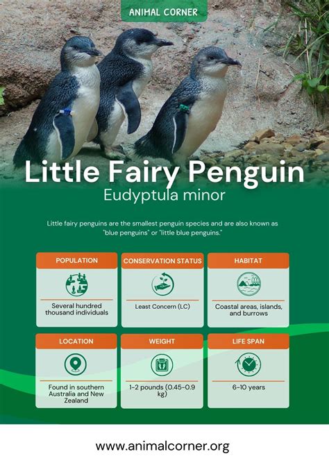 Little Fairy Penguin - Facts, Diet & Habitat Information