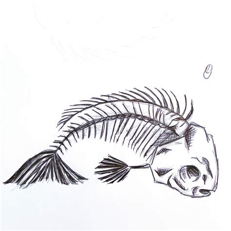 Fish skeleton drawing | Fish drawings, Skeleton drawings, Fish sketch