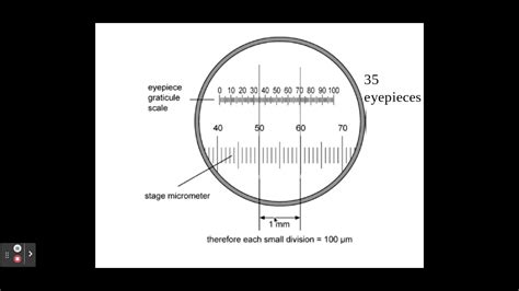 2.1.1. Cell structure b) The use of an eyepiece graticule and stage micrometer. - YouTube