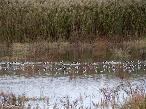 Black-winged Stilt; Cigüeñuela | Project Noah