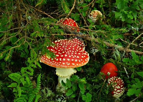 Amanita muscaria var. muscaria by Kiwi29 on DeviantArt