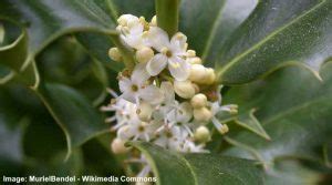 Holly Trees and Bushes: Types, Leaves, Flower, Berries (Pictures) - Identification Guide