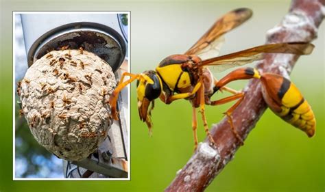 Tell-tale signs of killer Asian hornets in your garden - ‘one sting can ...