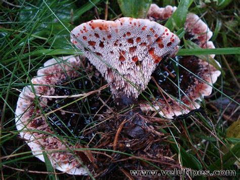 Hydnellum peckii, karvasorakas @ Natural Fungi in Finland